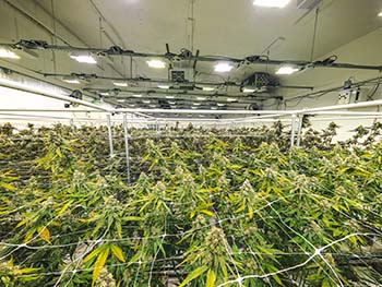 Marijuana growing facility best camera resolutions