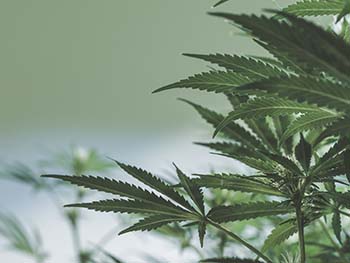 A marijuana plant above the storage and resolution FAQ