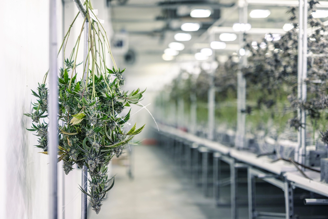 Cannabis facility commercial security camera surveillance